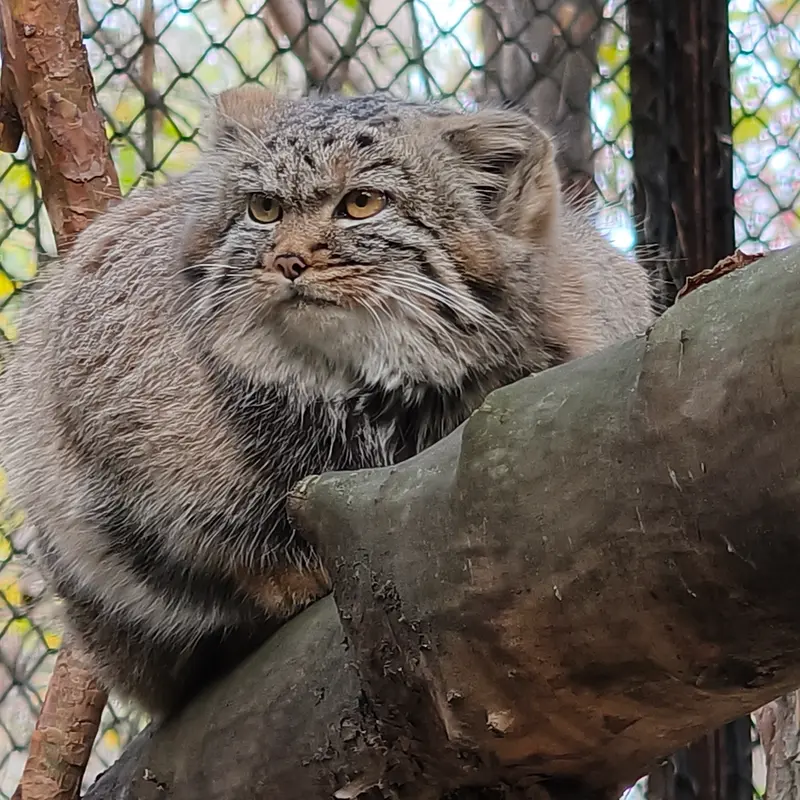 A photograph of Daughter of Adele b.2026 Ⅱ in Novosibirsk Zoo