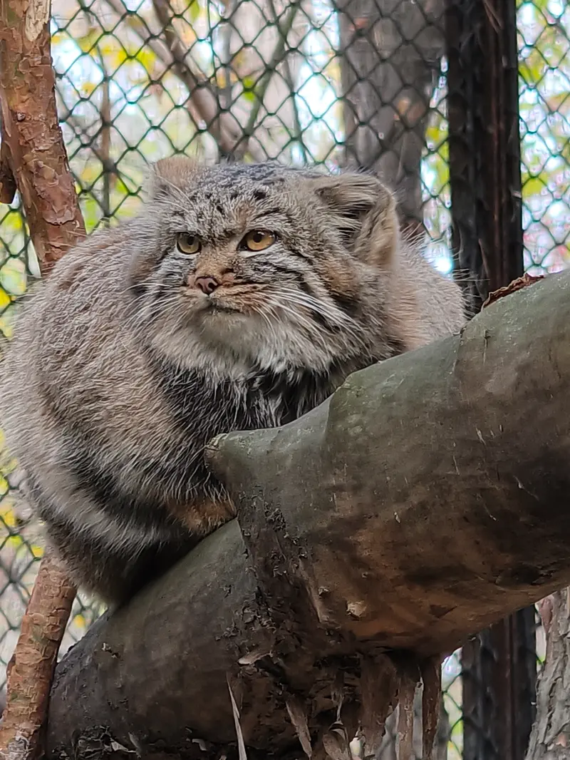 A photograph of Daughter of Adele b.2026 Ⅱ in Novosibirsk Zoo