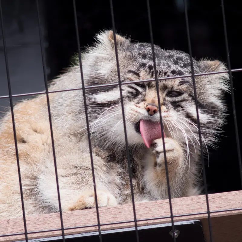 A photograph of Grusha in Asahiyama Zoo