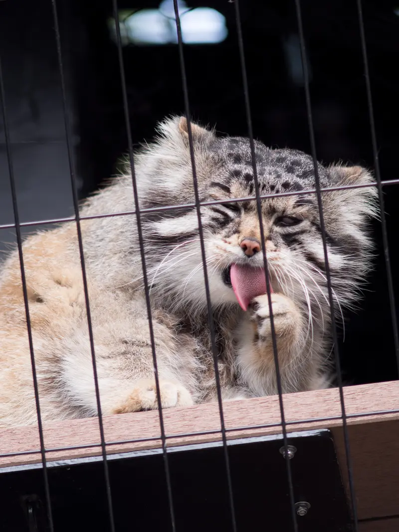 A photograph of Grusha in Asahiyama Zoo