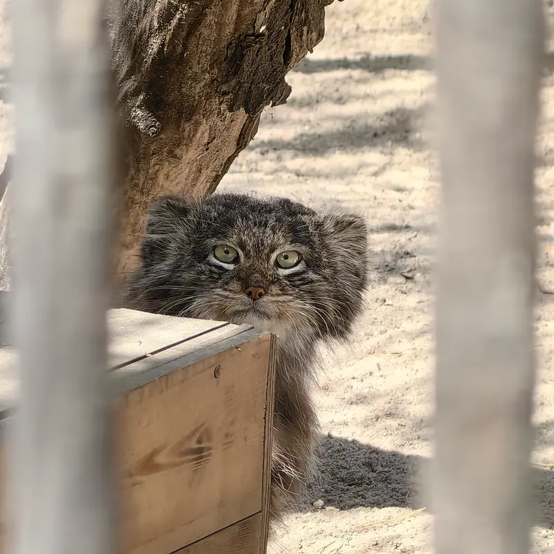 A photograph of Bandit in Novosibirsk Zoo