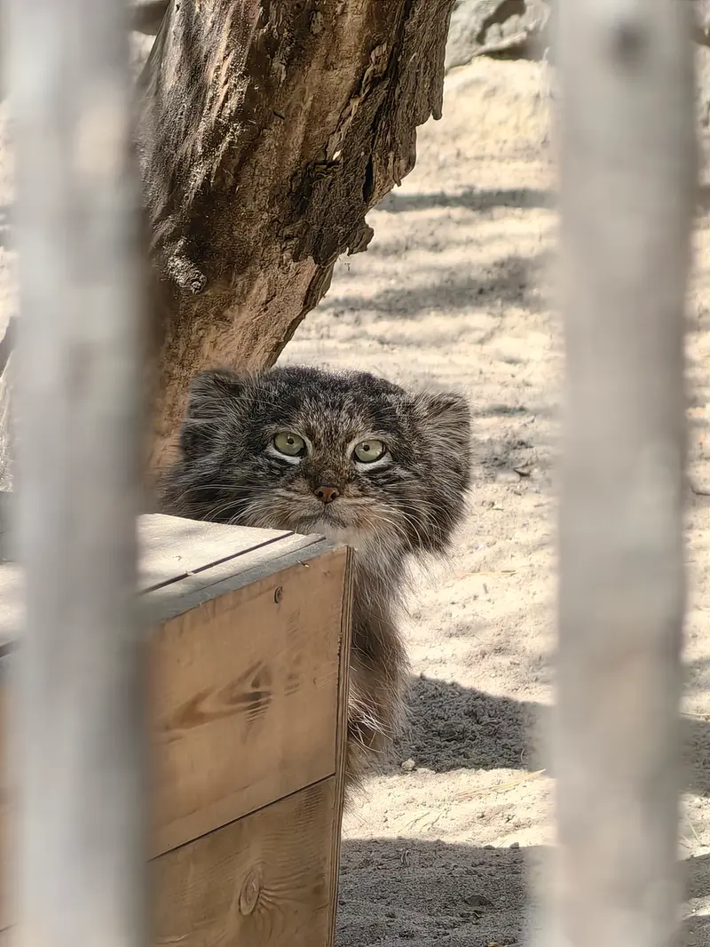 A photograph of Bandit in Novosibirsk Zoo