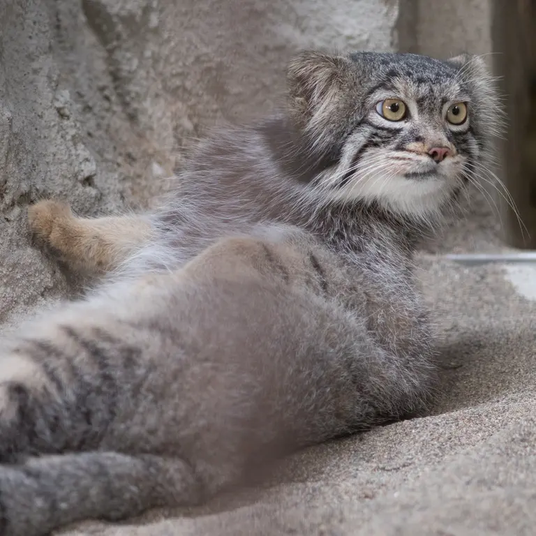 A photograph of Figa in Nogeyama Zoo