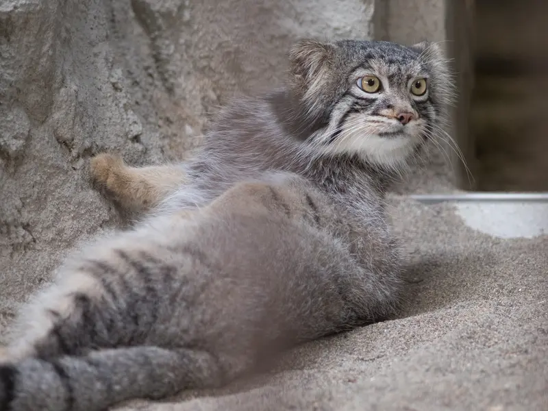 A photograph of Figa in Nogeyama Zoo