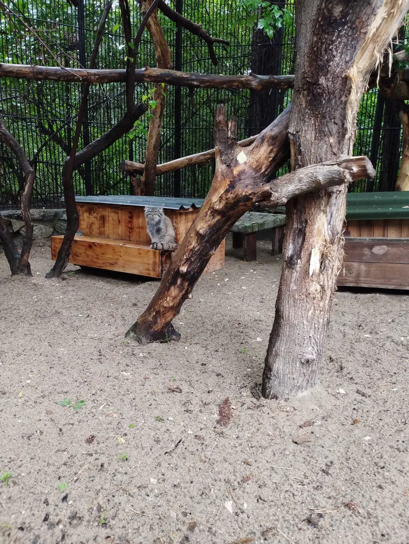 A photograph of a Pallas's cat in Novosibirsk Zoo