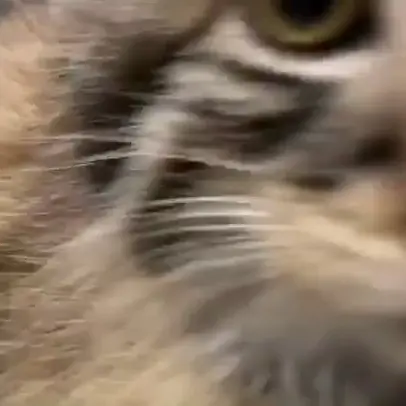 A photograph of a Pallas's cat in Birmingham Zoo