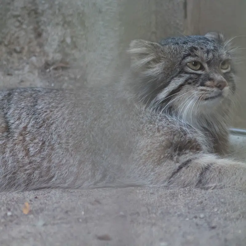 A photograph of Figa in Nogeyama Zoo