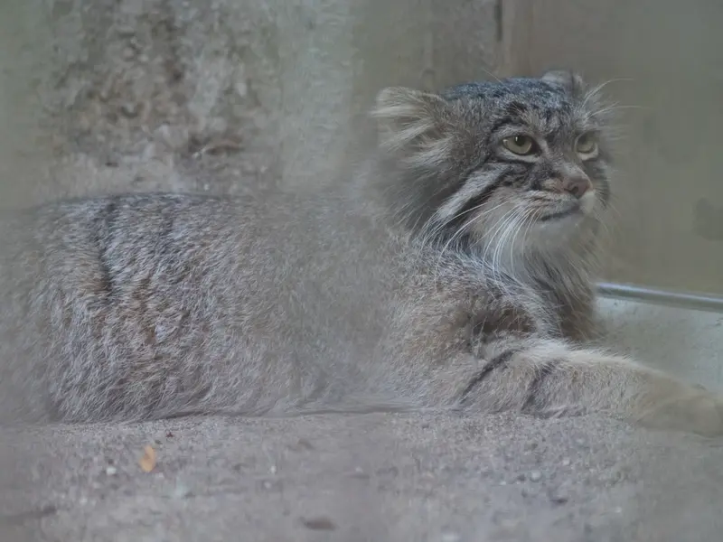A photograph of Figa in Nogeyama Zoo