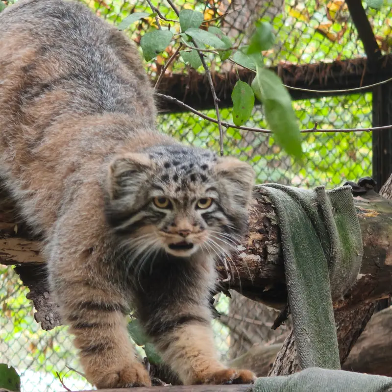 A photograph of a Pallas's cat in Novosibirsk Zoo