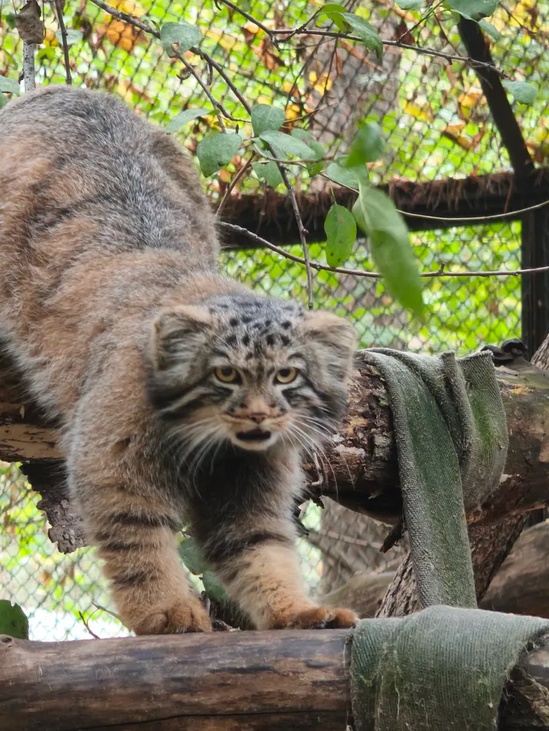 A photograph of a Pallas's cat in Novosibirsk Zoo