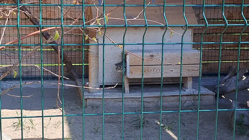 Public manul feeding at Barnaul Zoo