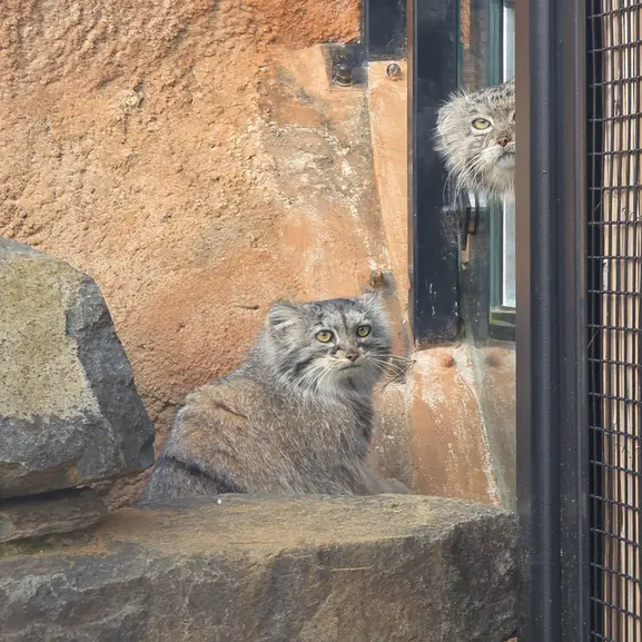 A photograph of Prinsessa in Prague Zoo
