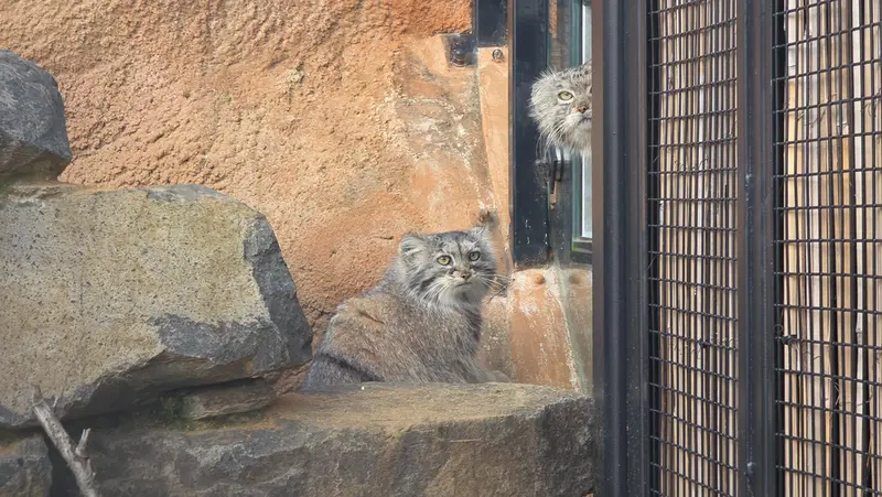 A photograph of Prinsessa in Prague Zoo