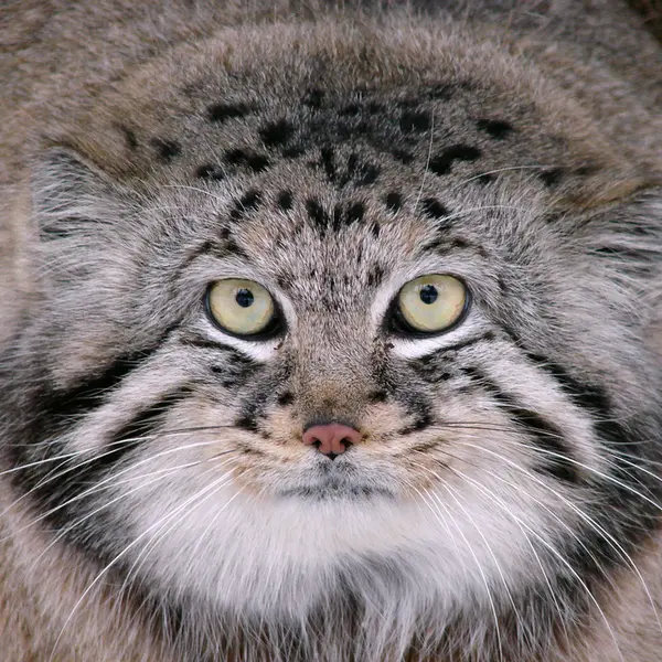 A photograph of Hurst in Riga Zoo