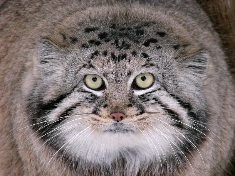 A photograph of Hurst in Riga Zoo