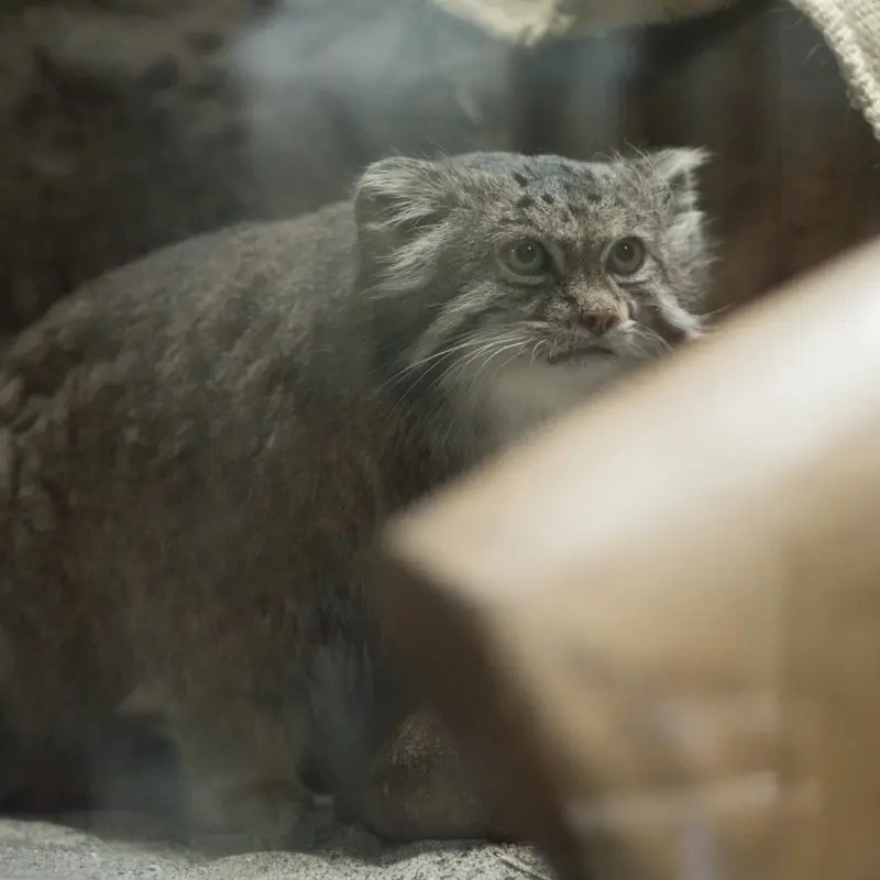 A photograph of Klyon in Ueno Zoological Gardens