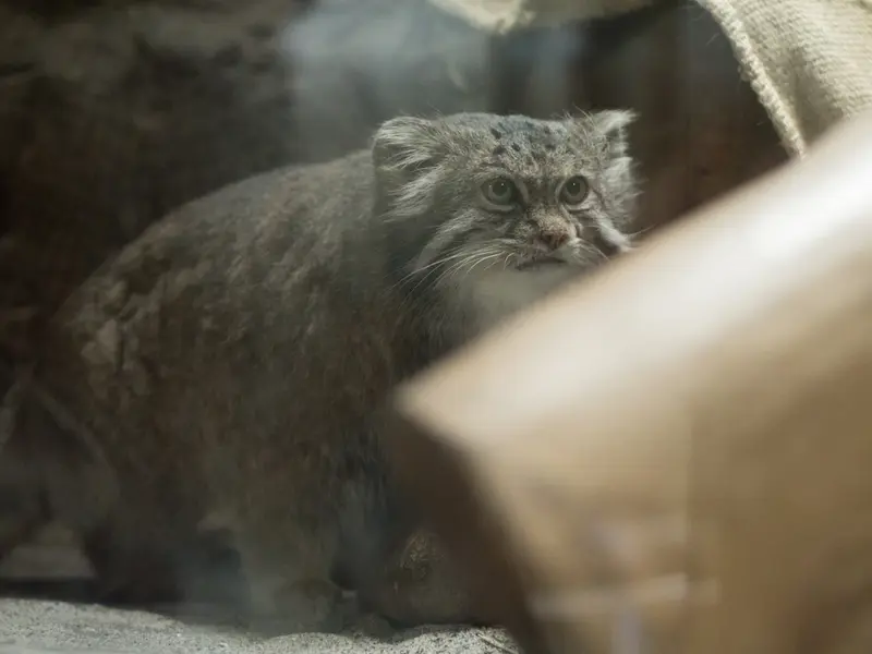 A photograph of Klyon in Ueno Zoological Gardens