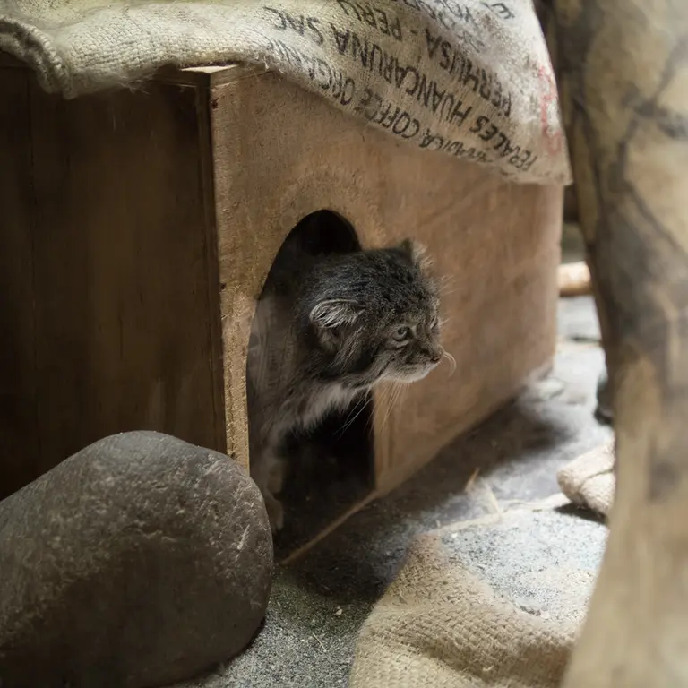 A photograph of Klyon in Ueno Zoological Gardens