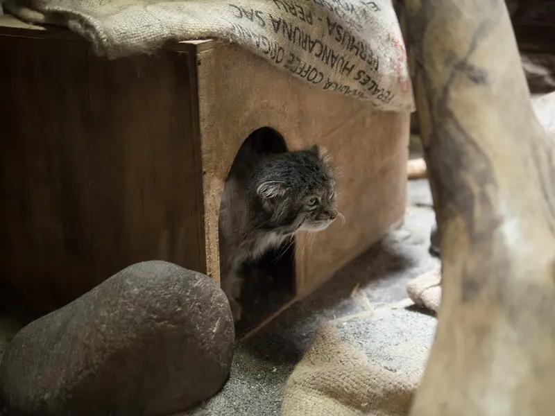 A photograph of Klyon in Ueno Zoological Gardens