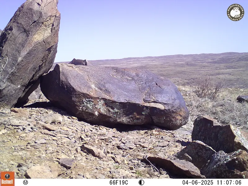 A photograph of Kazakh pika from Koshkar camera trap