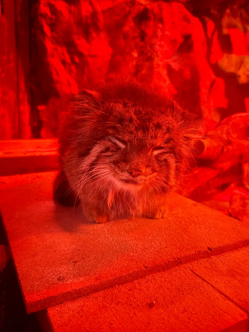 A photograph of Naim in Ueno Zoological Gardens