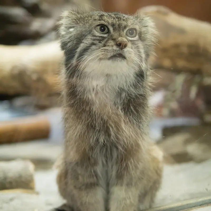 A photograph of Klyon in Ueno Zoological Gardens