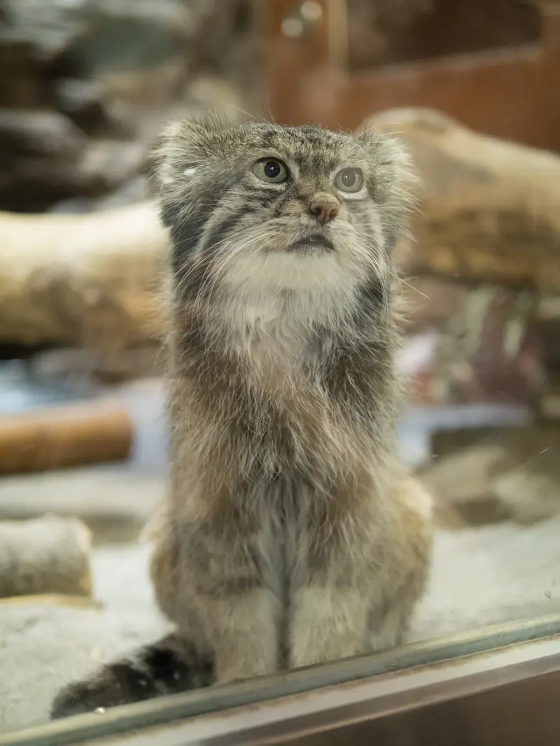 A photograph of Klyon in Ueno Zoological Gardens