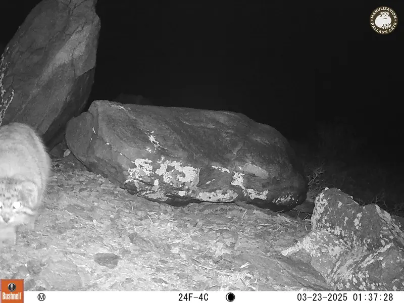 A photograph of Otocolobus manul manul from Koshkar camera trap