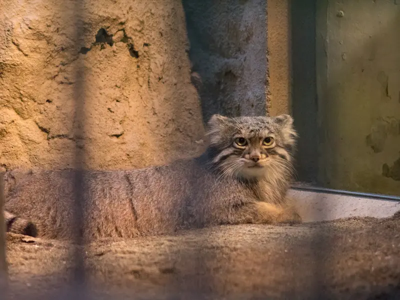A photograph of Figa in Nogeyama Zoo