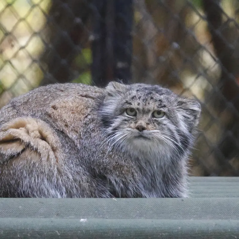 A photograph of Mia in Novosibirsk Zoo