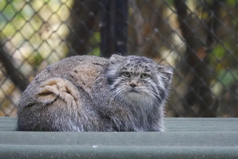 A photograph of Mia in Novosibirsk Zoo