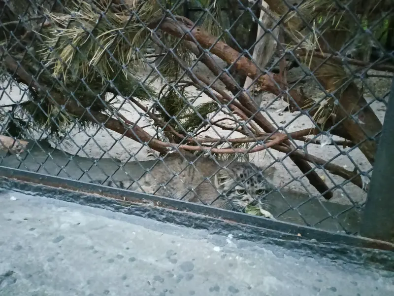 A photograph of a Pallas's cat in Novosibirsk Zoo