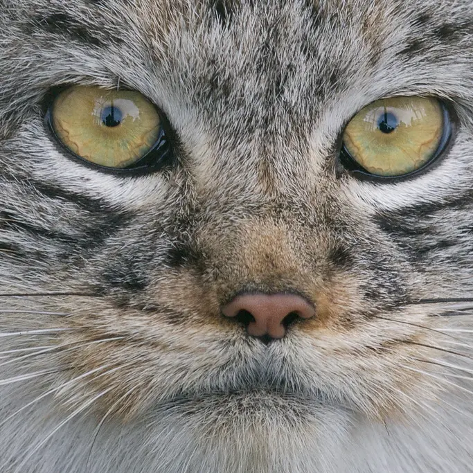 A photograph of Wei Shand in The Big Cat Sanctuary