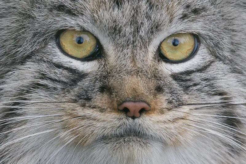 A photograph of Wei Shand in The Big Cat Sanctuary