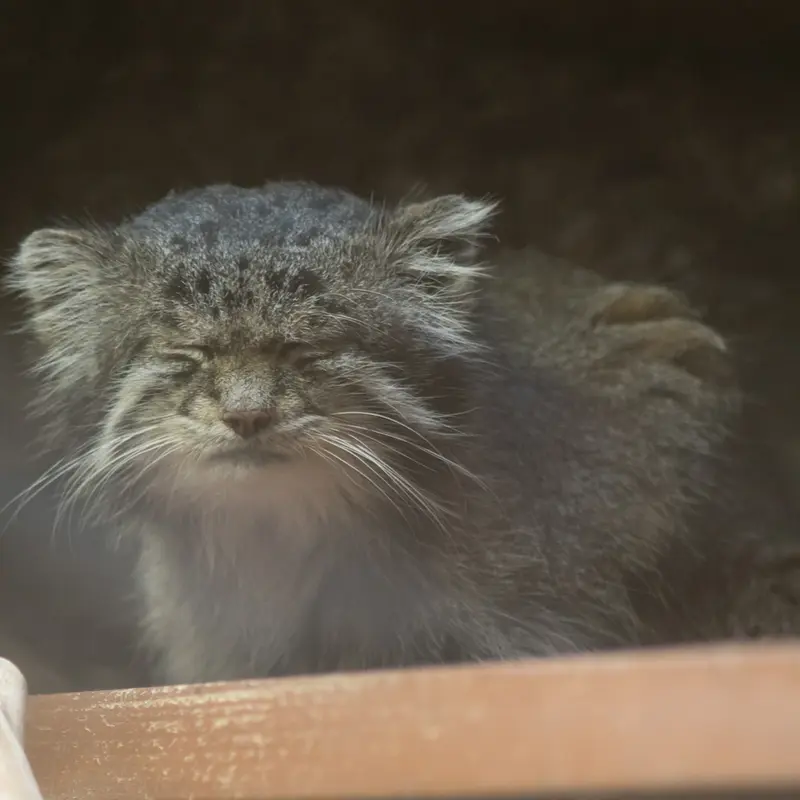 A photograph of Klyon in Ueno Zoological Gardens