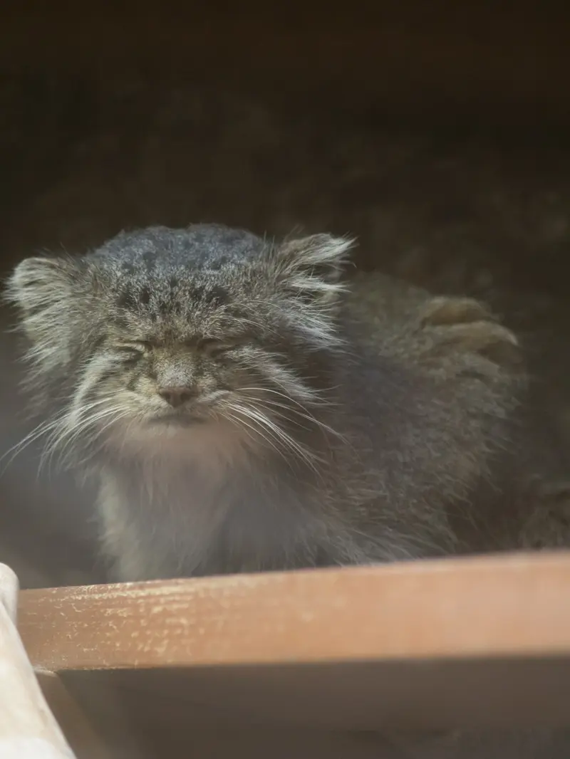 A photograph of Klyon in Ueno Zoological Gardens