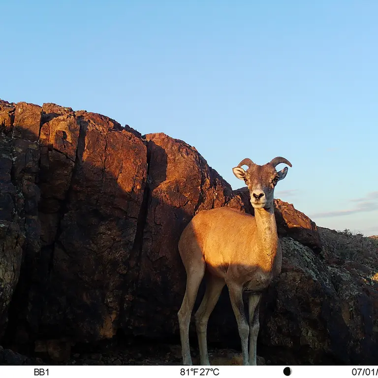 A photograph of Argali from Aktas-Kunkora [new] camera trap