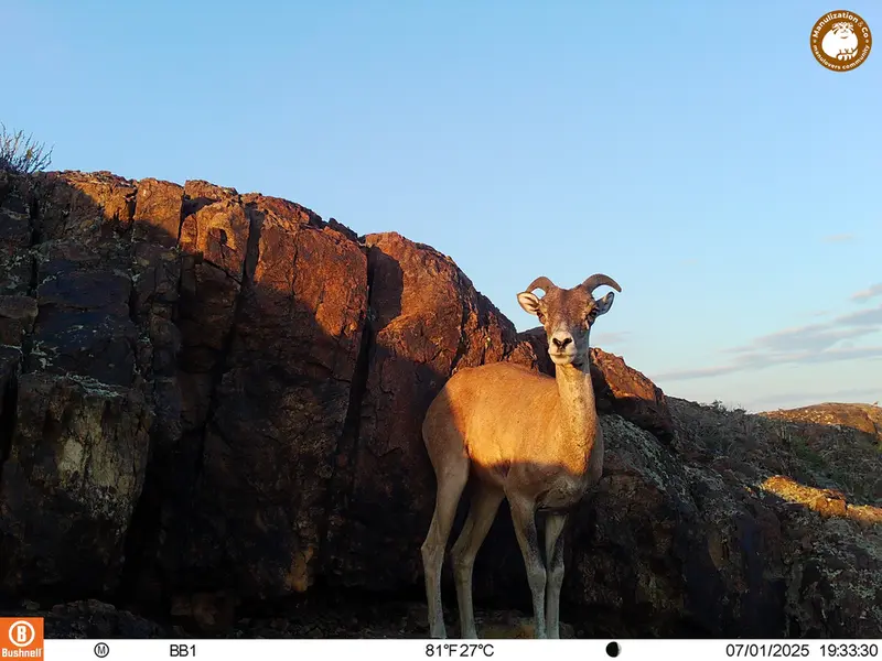 A photograph of Argali from Aktas-Kunkora [new] camera trap