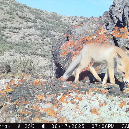 A photograph of Red fox from Zhilandy camera trap