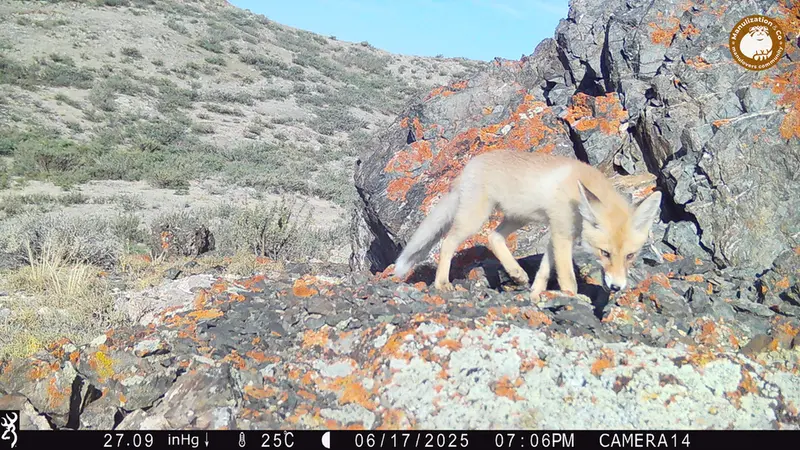 A photograph of Red fox from Zhilandy camera trap