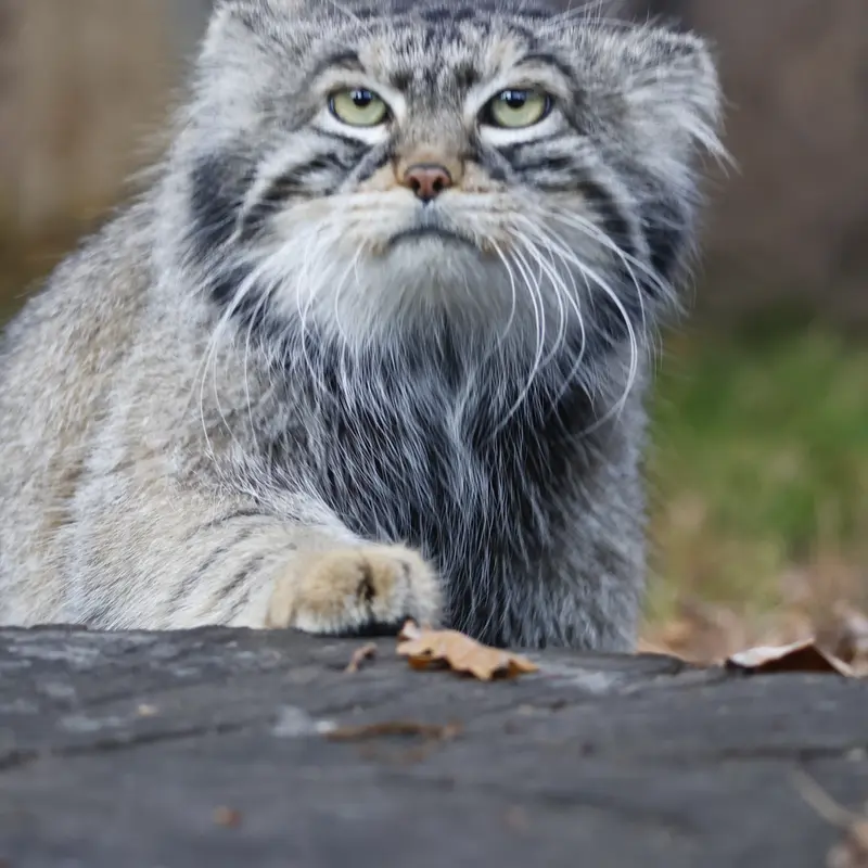 A photograph of Timofey in Moscow zoo