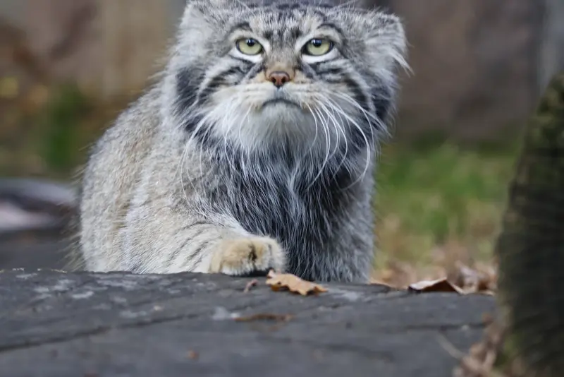 A photograph of Timofey in Moscow zoo