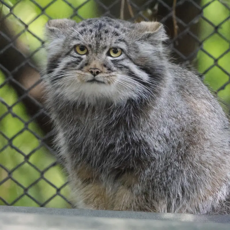 A photograph of a Pallas's cat in Novosibirsk Zoo