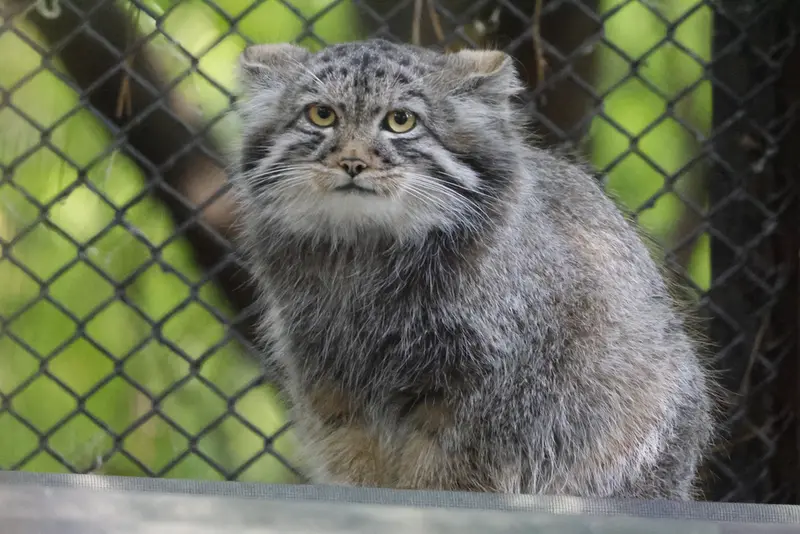 A photograph of a Pallas's cat in Novosibirsk Zoo