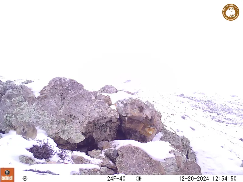 A photograph of Pika from Besshoky 1 camera trap