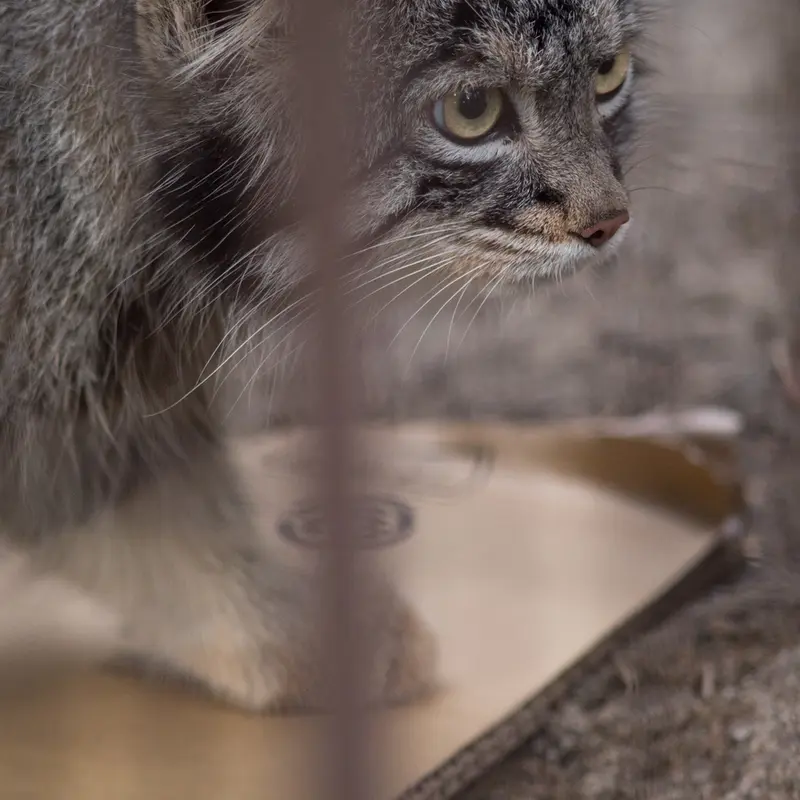 A photograph of Figa in Nogeyama Zoo