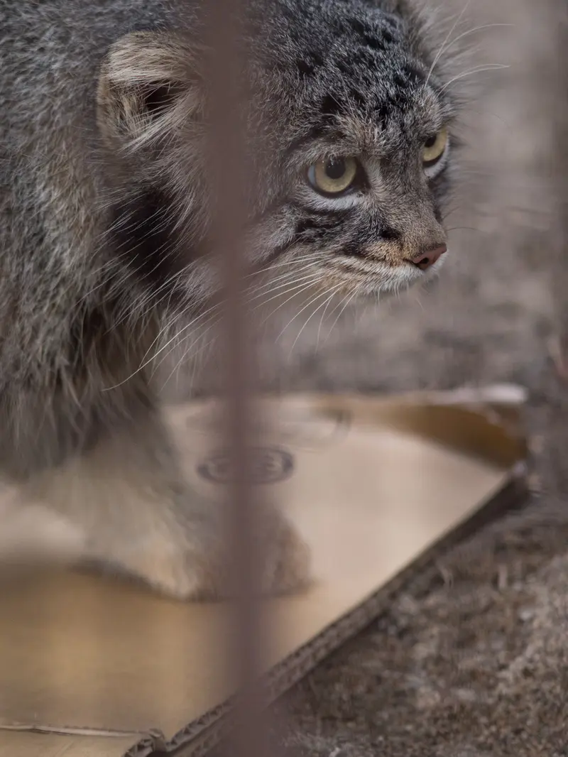 A photograph of Figa in Nogeyama Zoo