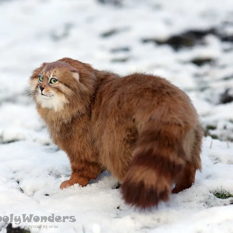 A photograph of a Pallas's cat