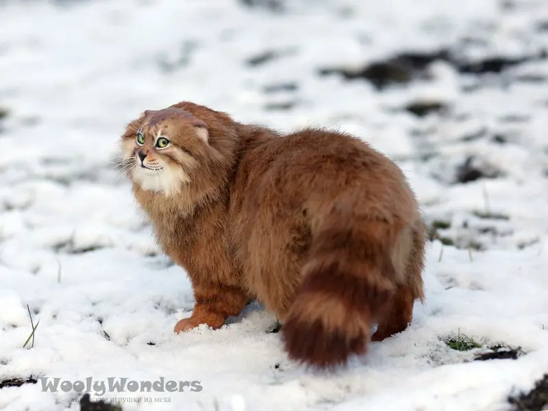 A photograph of a Pallas's cat