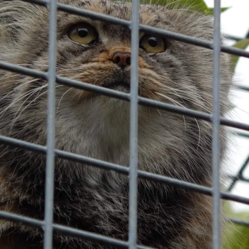 A photograph of Aldan in Zie-Zoo